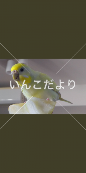 迷い鳥の写真