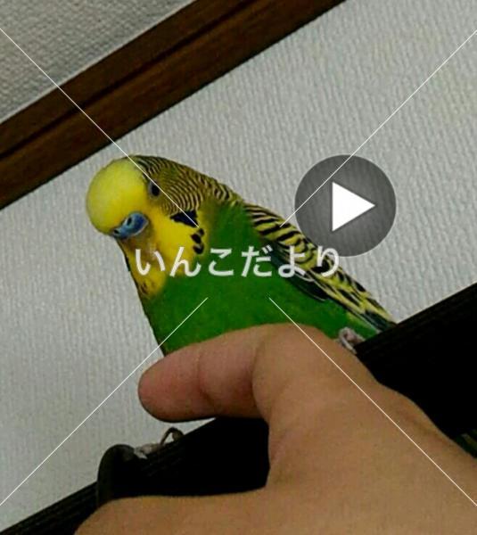 迷い鳥の写真
