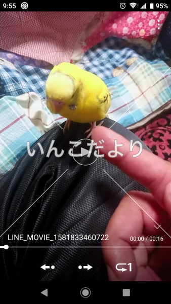 迷い鳥の写真