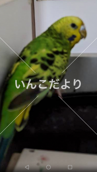 迷い鳥の写真