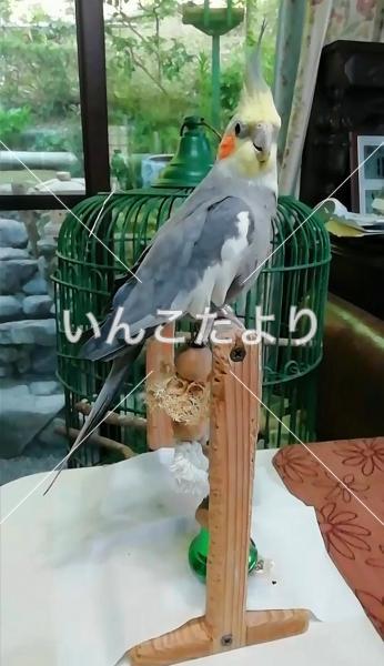迷い鳥の写真
