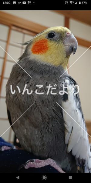 迷い鳥の写真