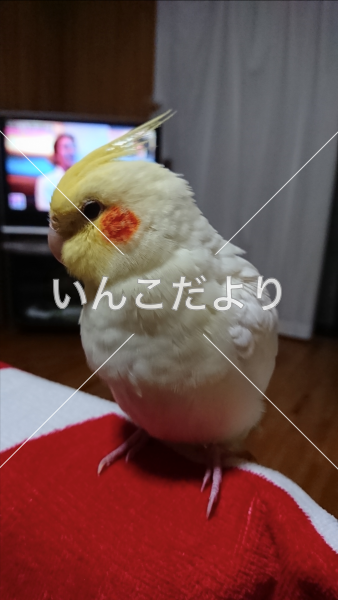 迷い鳥の写真