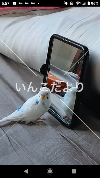 迷い鳥の写真