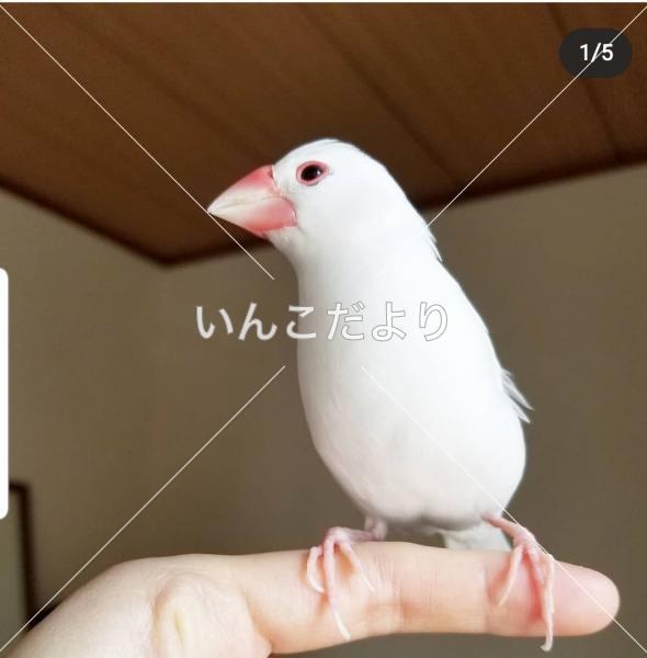 迷い鳥の写真