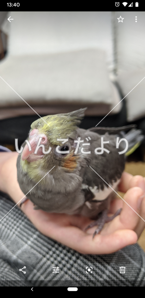 迷い鳥の写真