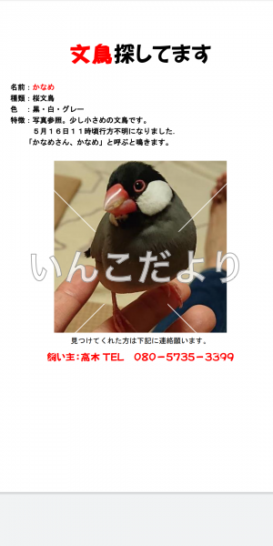 迷い鳥の写真
