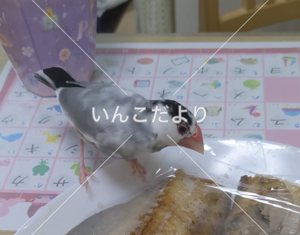 迷い鳥の写真