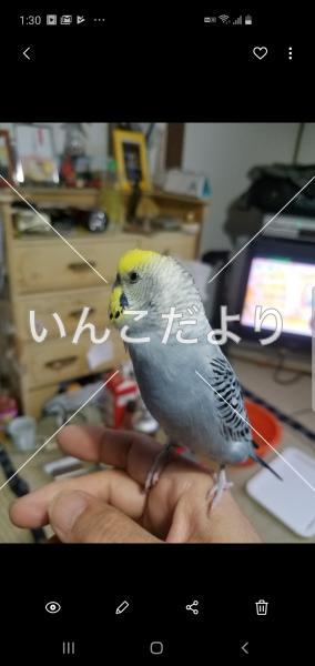 迷い鳥の写真