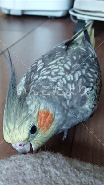 迷い鳥の写真