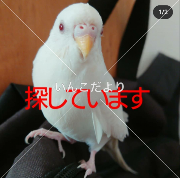 迷い鳥の写真