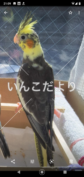 迷い鳥の写真