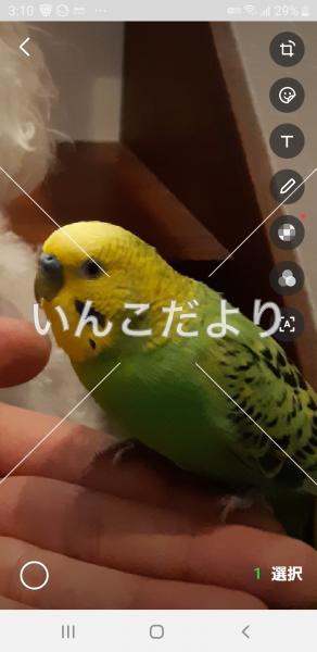 迷い鳥の写真
