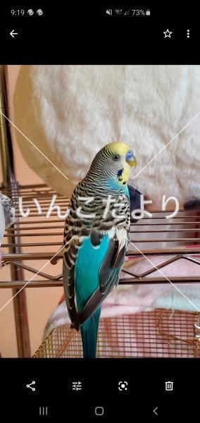 保護鳥の写真