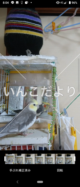 迷い鳥の写真