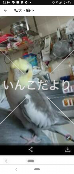 迷い鳥の写真