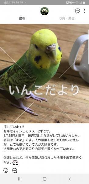 迷い鳥の写真