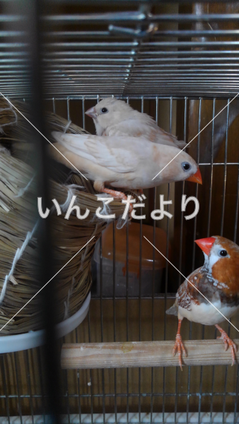 迷い鳥の写真