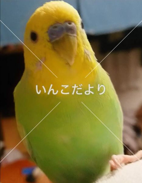 迷い鳥の写真