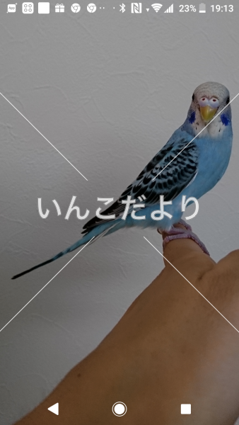 迷い鳥の写真