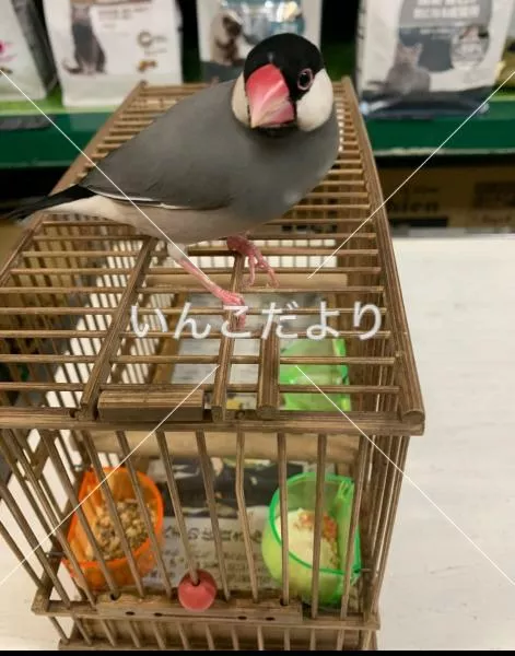 保護鳥の写真