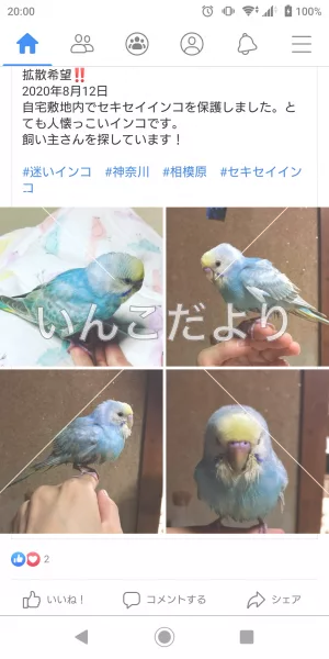 保護鳥の写真