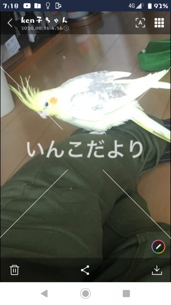 迷い鳥の写真