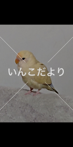 迷い鳥の写真