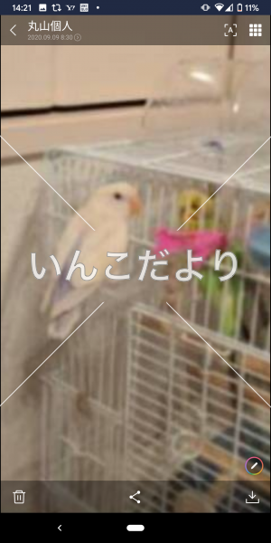迷い鳥の写真