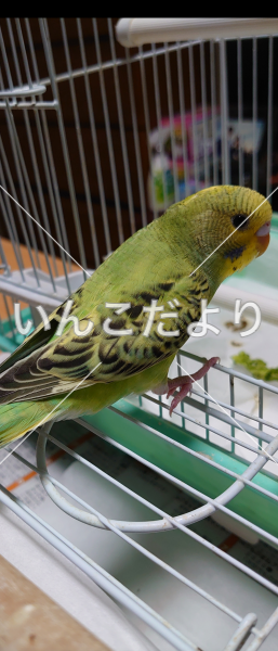 迷い鳥の写真