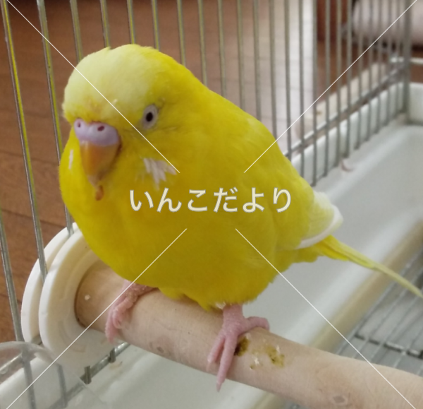 迷い鳥の写真