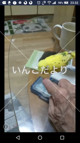 迷い鳥の写真