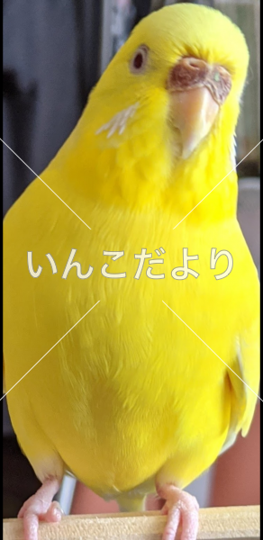 迷い鳥の写真