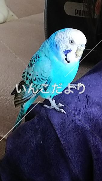 保護鳥の写真