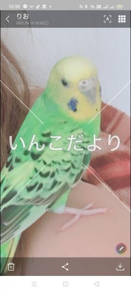 迷い鳥の写真
