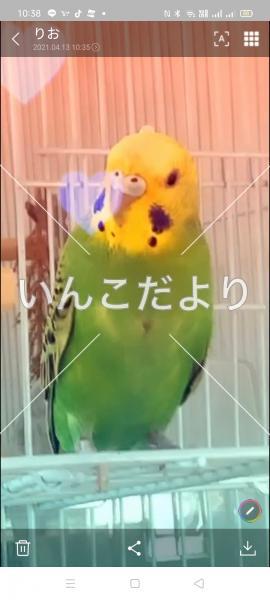 迷い鳥の写真
