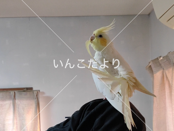 迷い鳥の写真