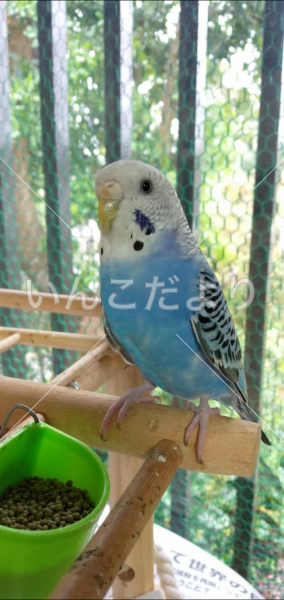 迷い鳥の写真