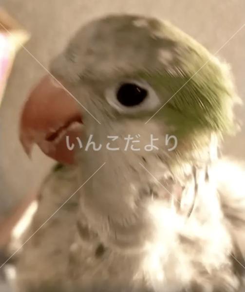 迷い鳥の写真