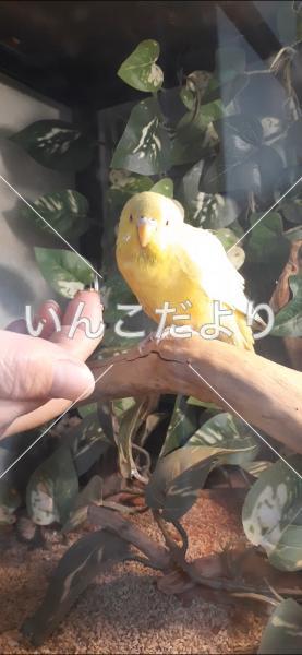 保護鳥の写真