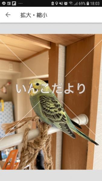 迷い鳥の写真