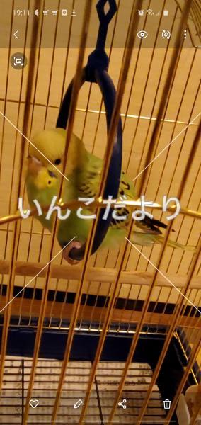 保護鳥の写真