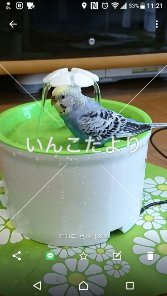 迷い鳥の写真