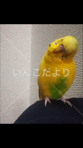 迷い鳥の写真