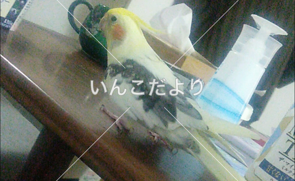 迷い鳥の写真
