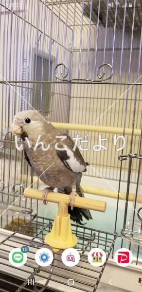 迷い鳥の写真