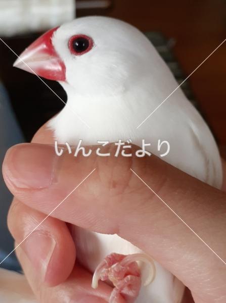 迷い鳥の写真
