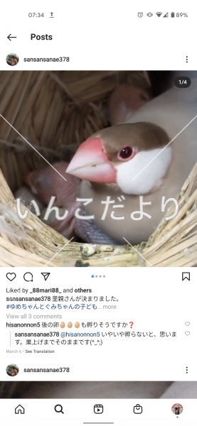 迷い鳥の写真