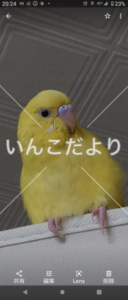 迷い鳥の写真