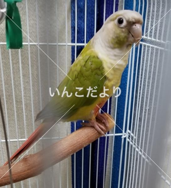 迷い鳥の写真